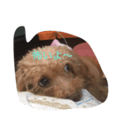 癒しの愛犬スタンプ（個別スタンプ：6）