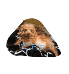 癒しの愛犬スタンプ（個別スタンプ：7）