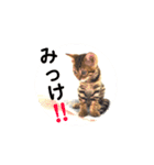 ベンガル  ライちゃん  2（個別スタンプ：2）