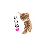 ベンガル  ライちゃん  2（個別スタンプ：6）