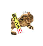 ベンガル  ライちゃん  2（個別スタンプ：11）