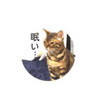 ベンガル  ライちゃん  2（個別スタンプ：14）