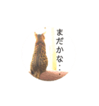 ベンガル  ライちゃん  2（個別スタンプ：19）
