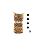ベンガル  ライちゃん  2（個別スタンプ：23）