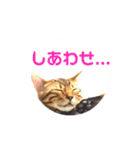 ベンガル  ライちゃん  2（個別スタンプ：26）