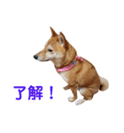 柴犬ももちゃん part.4（個別スタンプ：4）