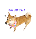 柴犬ももちゃん part.4（個別スタンプ：10）