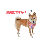 柴犬ももちゃん part.4（個別スタンプ：11）