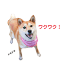 柴犬ももちゃん part.4（個別スタンプ：13）