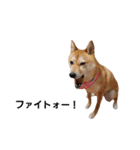 柴犬ももちゃん part.4（個別スタンプ：15）