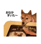 柴犬ももちゃん part.4（個別スタンプ：32）
