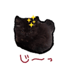 猫だくさん vol.1（個別スタンプ：1）