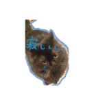 猫だくさん vol.1（個別スタンプ：3）