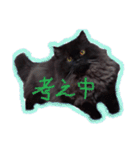 猫だくさん vol.1（個別スタンプ：5）