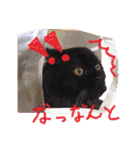 猫だくさん vol.1（個別スタンプ：7）