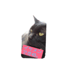 猫だくさん vol.1（個別スタンプ：10）