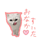 猫だくさん vol.1（個別スタンプ：11）
