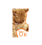 猫だくさん vol.1（個別スタンプ：15）