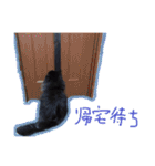 猫だくさん vol.1（個別スタンプ：16）