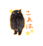 猫だくさん vol.1（個別スタンプ：18）