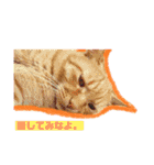 猫だくさん vol.1（個別スタンプ：19）