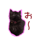 猫だくさん vol.1（個別スタンプ：20）