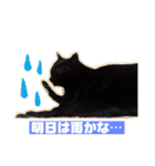 猫だくさん vol.1（個別スタンプ：21）