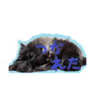 猫だくさん vol.1（個別スタンプ：22）