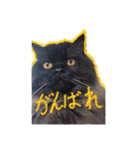 猫だくさん vol.1（個別スタンプ：24）