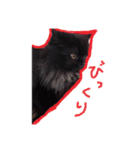 猫だくさん vol.1（個別スタンプ：25）