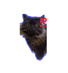 猫だくさん vol.1（個別スタンプ：27）
