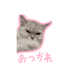 猫だくさん vol.1（個別スタンプ：29）