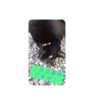 猫だくさん vol.1（個別スタンプ：31）