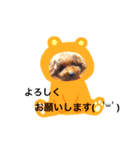 ぷりみ（個別スタンプ：5）