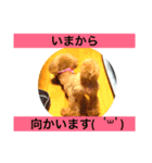 ぷりみ（個別スタンプ：6）