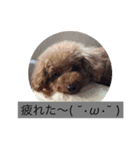 ぷりみ（個別スタンプ：7）