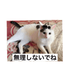 私の可愛い猫（個別スタンプ：6）