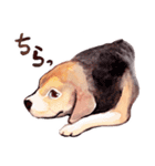 リアル キュートわんこ（個別スタンプ：5）