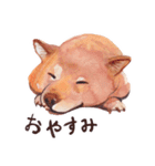 リアル キュートわんこ（個別スタンプ：11）