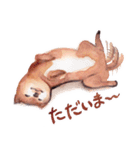 リアル キュートわんこ（個別スタンプ：13）