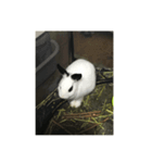白うさぎのさくらちゃん（個別スタンプ：3）