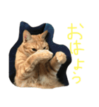 丸ニャンズ（個別スタンプ：1）
