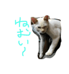丸ニャンズ（個別スタンプ：2）