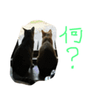 丸ニャンズ（個別スタンプ：3）