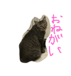 丸ニャンズ（個別スタンプ：4）