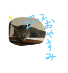 丸ニャンズ（個別スタンプ：22）