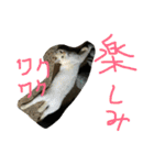 丸ニャンズ（個別スタンプ：24）
