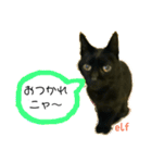 エルフなんだニャ（個別スタンプ：3）