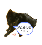 エルフなんだニャ（個別スタンプ：17）