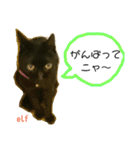 エルフなんだニャ（個別スタンプ：37）